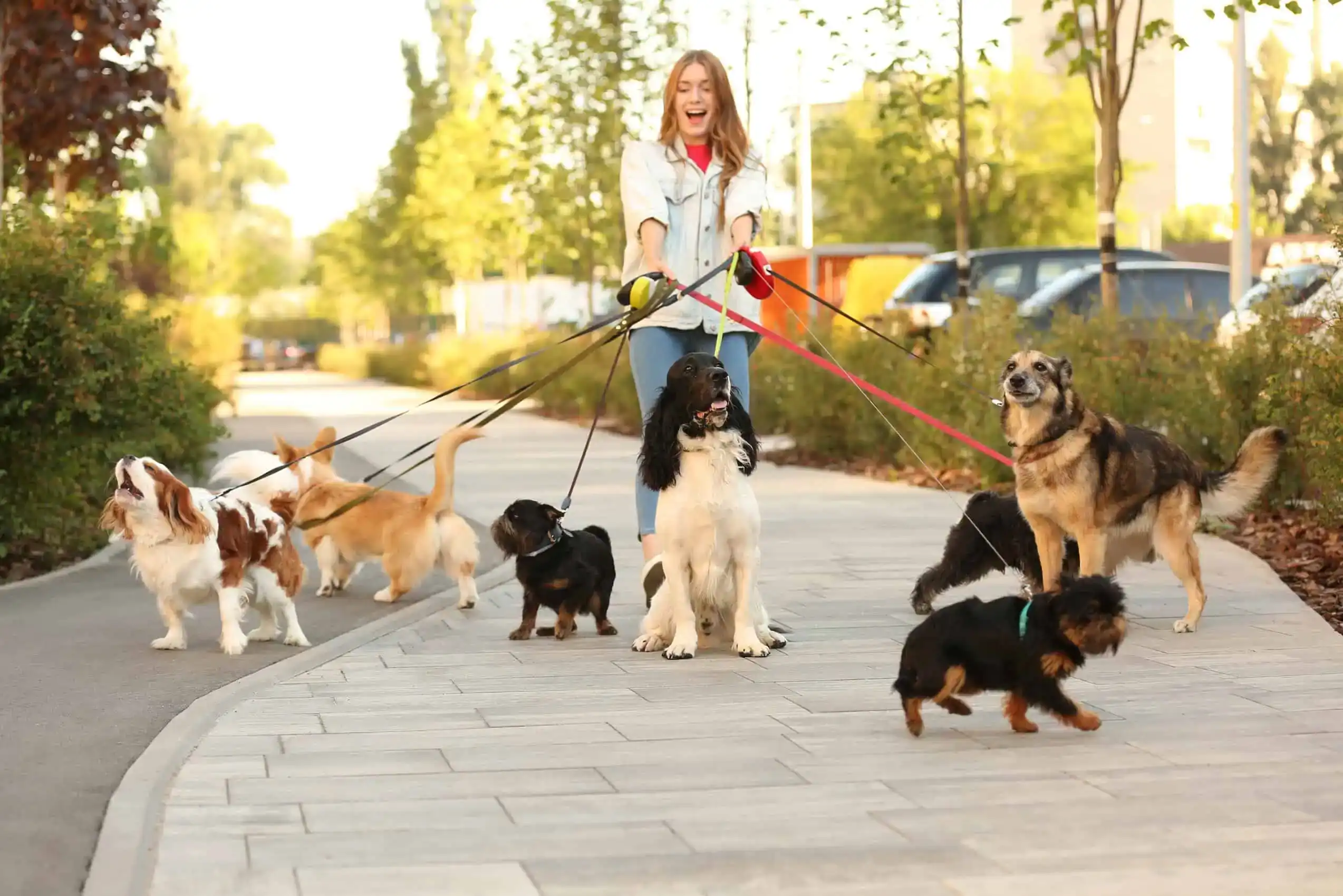 Dog Walker Insurance Pennsylvania