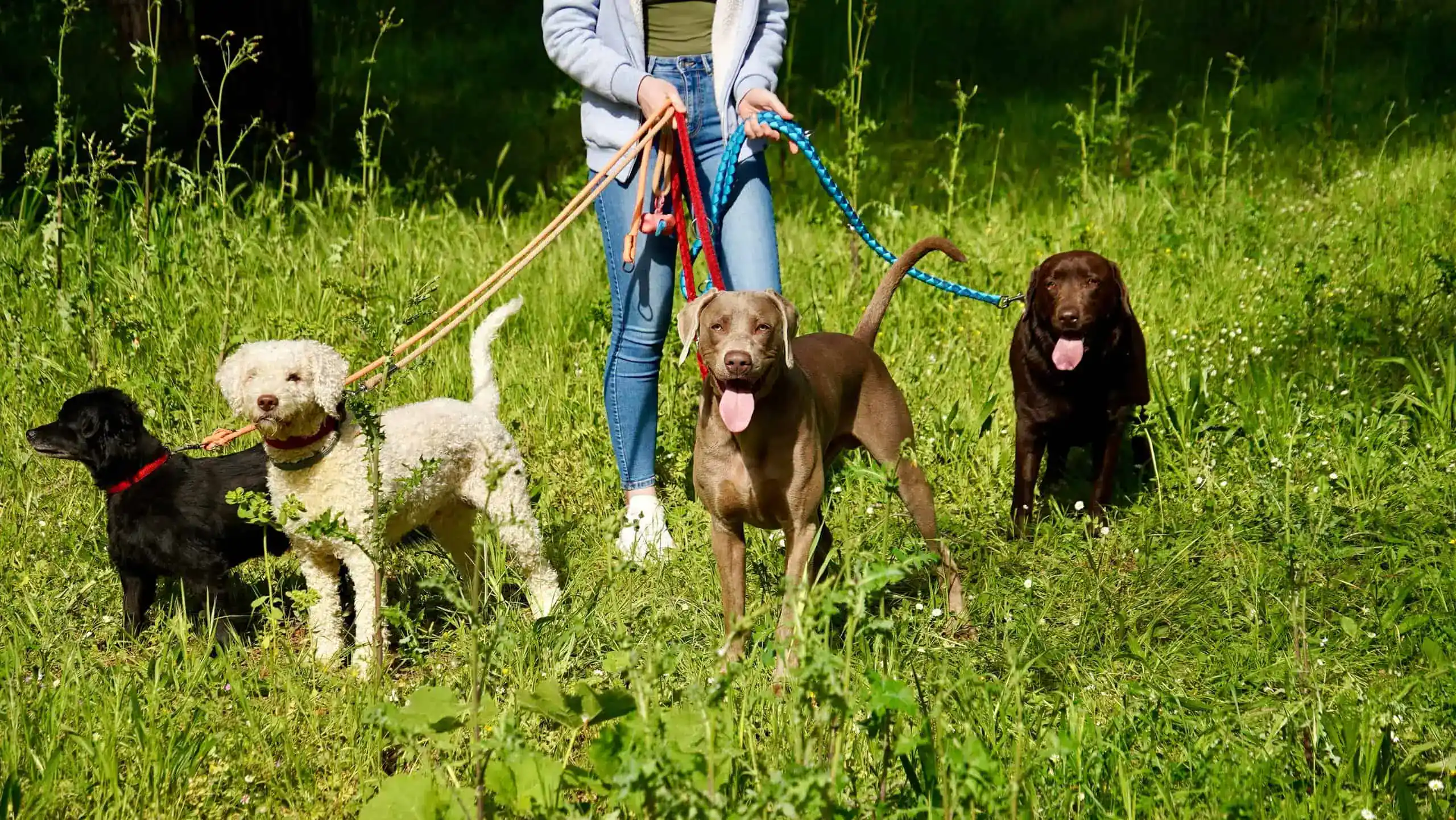 Dog Walker Insurance Pennsylvania