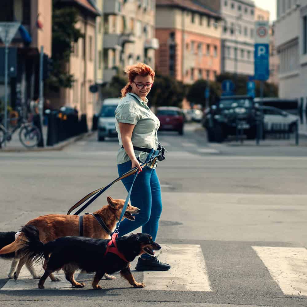 Dog Walker Insurance Pennsylvania