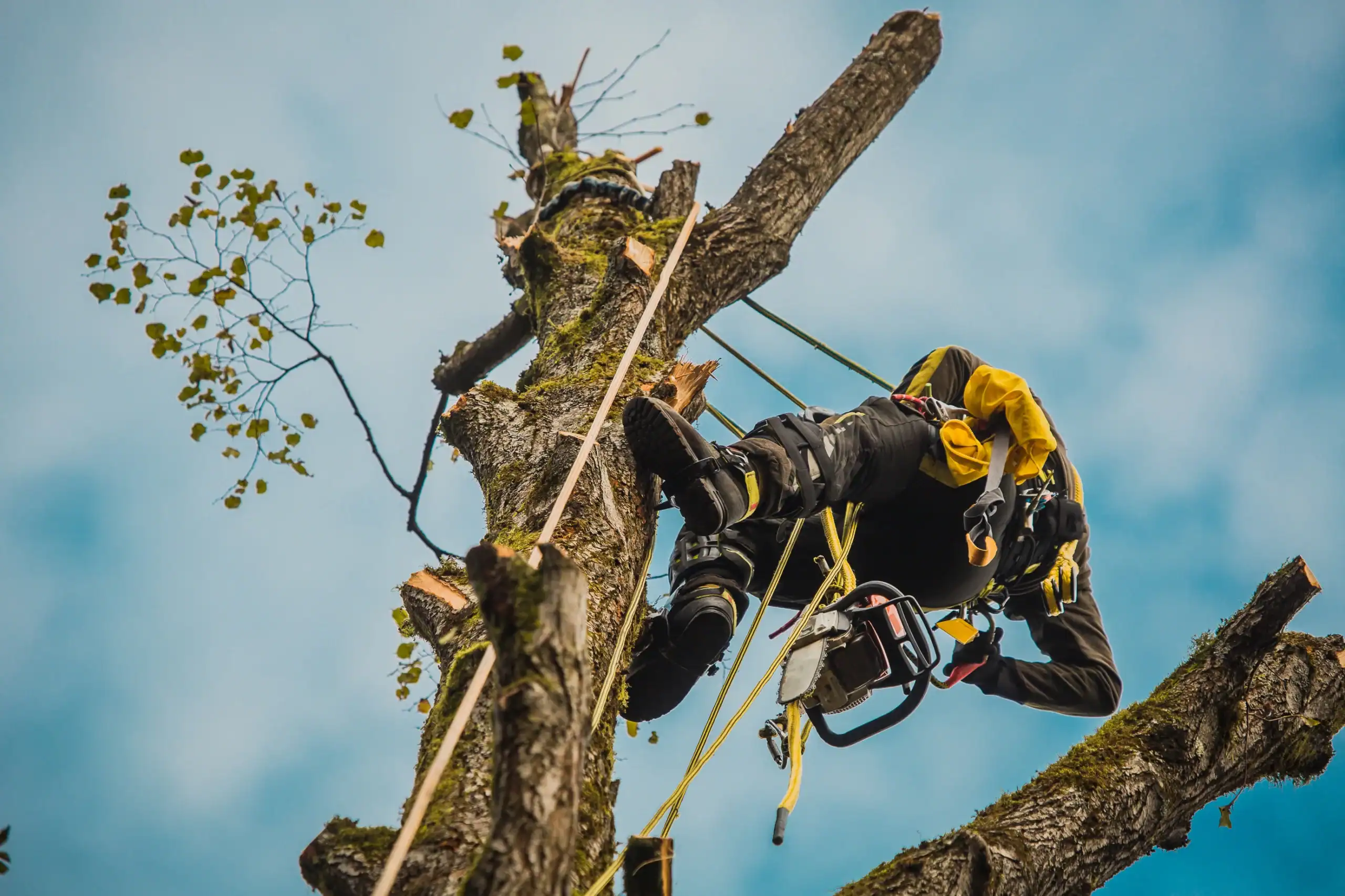 Arborist Insurance Pennsylvania